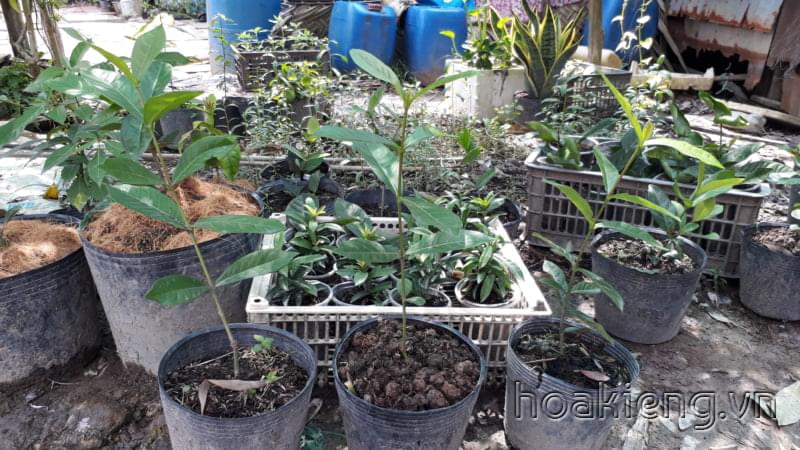 Trang mỹ cam 35cm (có 3 cây, mua hết sẽ giảm giá)