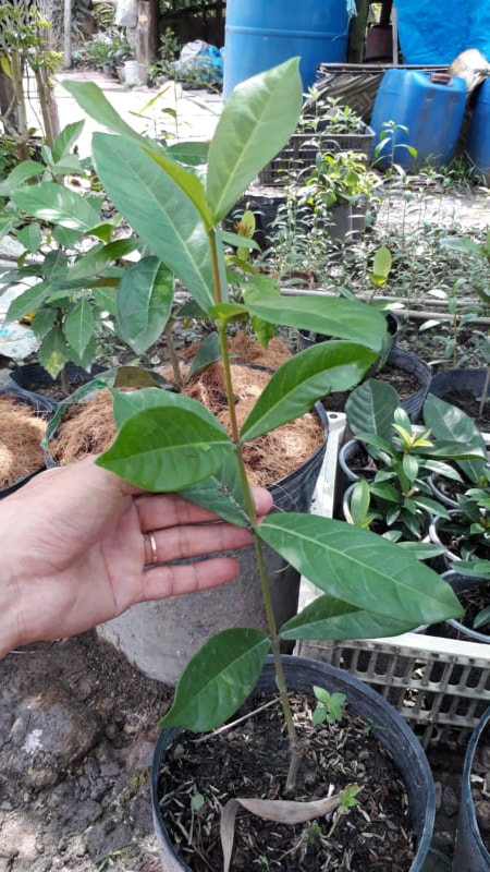 Trang mỹ cam 35cm (có 3 cây, mua hết sẽ giảm giá)