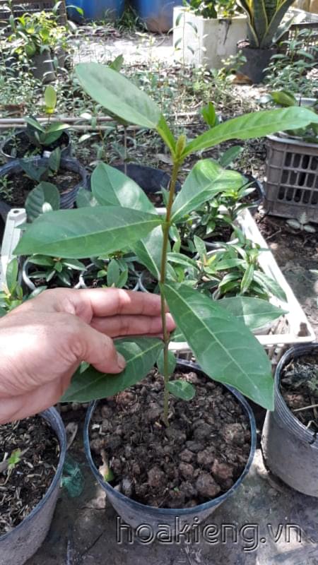 Trang mỹ cam 35cm (có 3 cây, mua hết sẽ giảm giá)