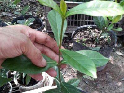 Trang mỹ cam 35cm (có 3 cây, mua hết sẽ giảm giá)