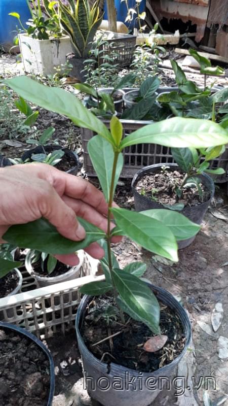 Trang mỹ cam 35cm (có 3 cây, mua hết sẽ giảm giá)