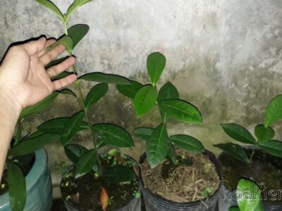 Trang Mỹ vàng chuẩn 30cm