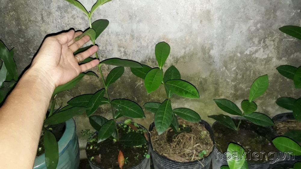 Trang Mỹ vàng chuẩn 30cm