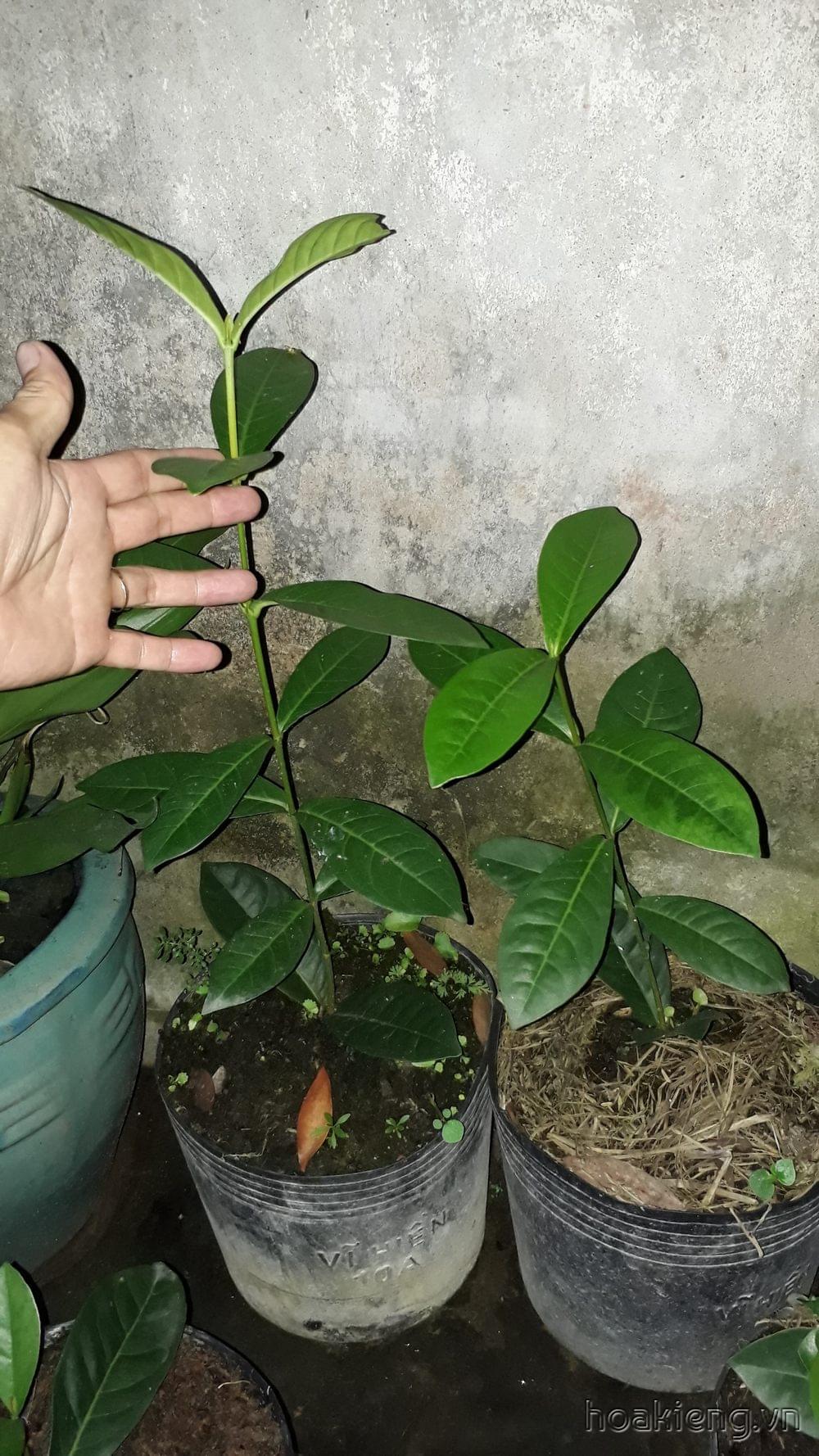 Trang Mỹ vàng chuẩn 30cm