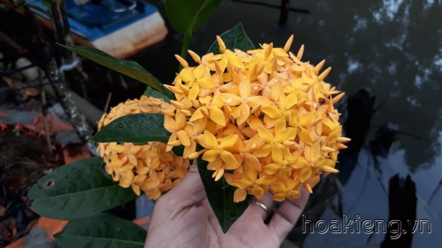 Trang Mỹ vàng nghệ cao 90cm, tán rộng, nhiều nhánh