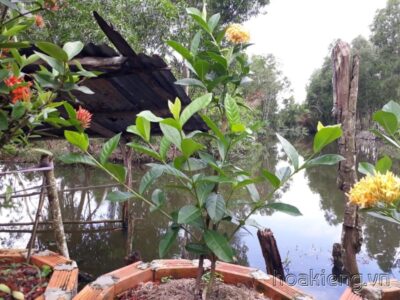 Trang Mỹ vàng nghệ cao 90cm, tán rộng, nhiều nhánh