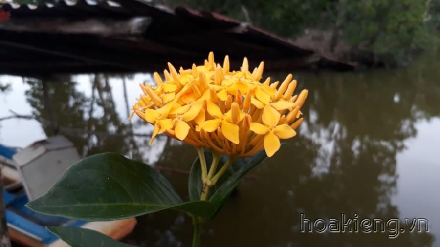 Trang Mỹ vàng nghệ cao 90cm, tán rộng, nhiều nhánh