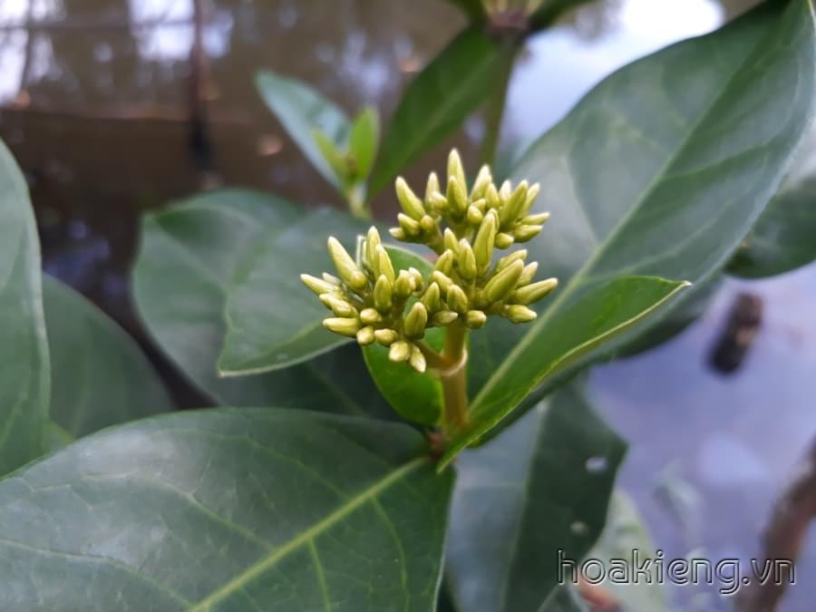 Trang Mỹ vàng nghệ cao 90cm, tán rộng, nhiều nhánh