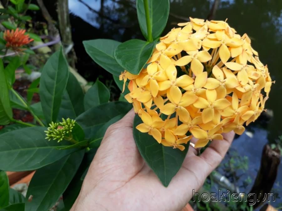 Trang Mỹ vàng nghệ cao 90cm, tán rộng, nhiều nhánh